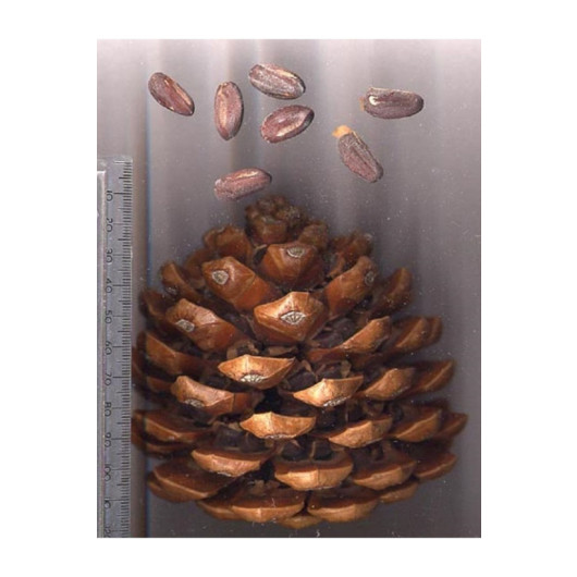 Pine Nuts Stuffed 1 Kg