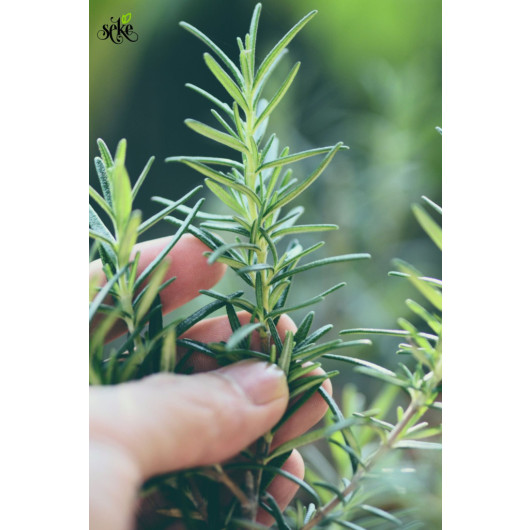 Cold Pressed Rosemary Oil Glass Bottle With Dropper 10 Ml