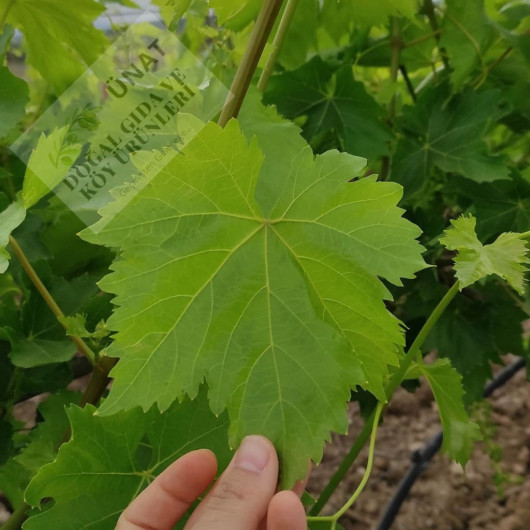 Salamura Vine Leaves 5 Kg