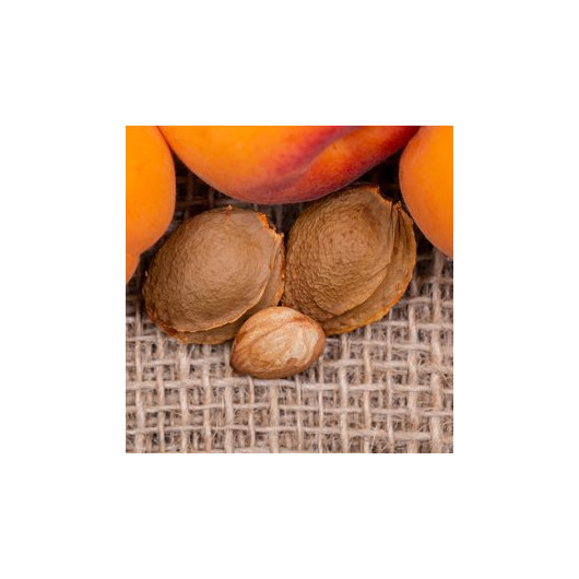 Apricot Seed Oil 50 Ml