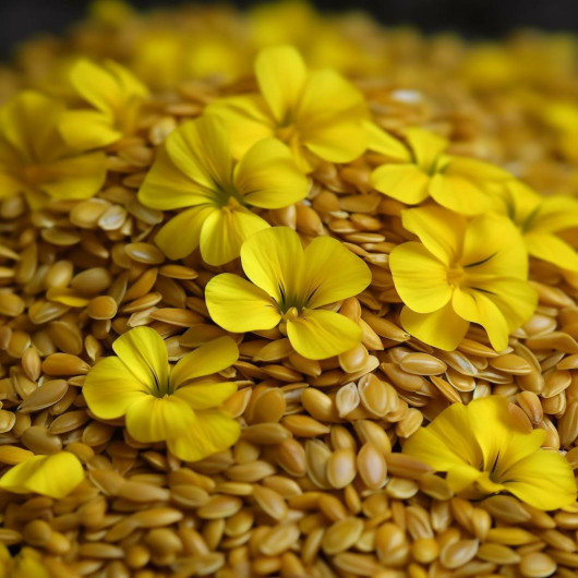Yellow Flax Seed Grain Gluten Free 250 Gr