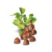 Raw Hazelnut 3 X 200 Grams