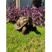 تمثال حديقة ديكور بشكل السلحفاة ، ديكور الحديقة