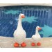 Decorative Cute Duck 2-Piece Poolside Ornament