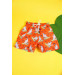 Boy's Orange Beach Shorts