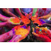 Colorful Hands Decorative Canvas Painting 50X70 Cm