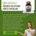 Seal Of Solomon's Root 60 Herbal Capsules