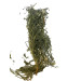 Shahtere Herb 30 Gr
